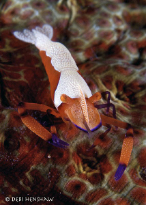 Emperor Shrimp on a sea cucumber - looks like he's playin... by Debi Henshaw 